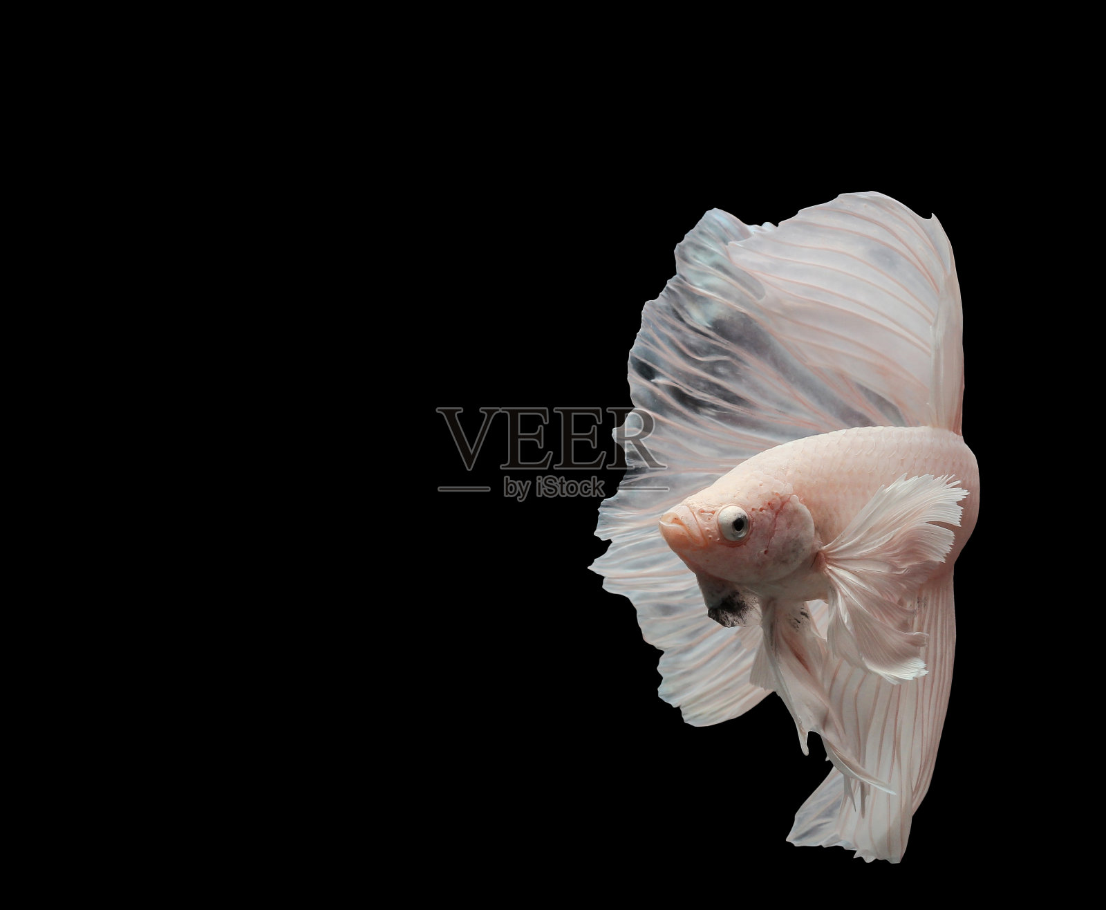 大耳朵孤立在黑色背景。照片摄影图片