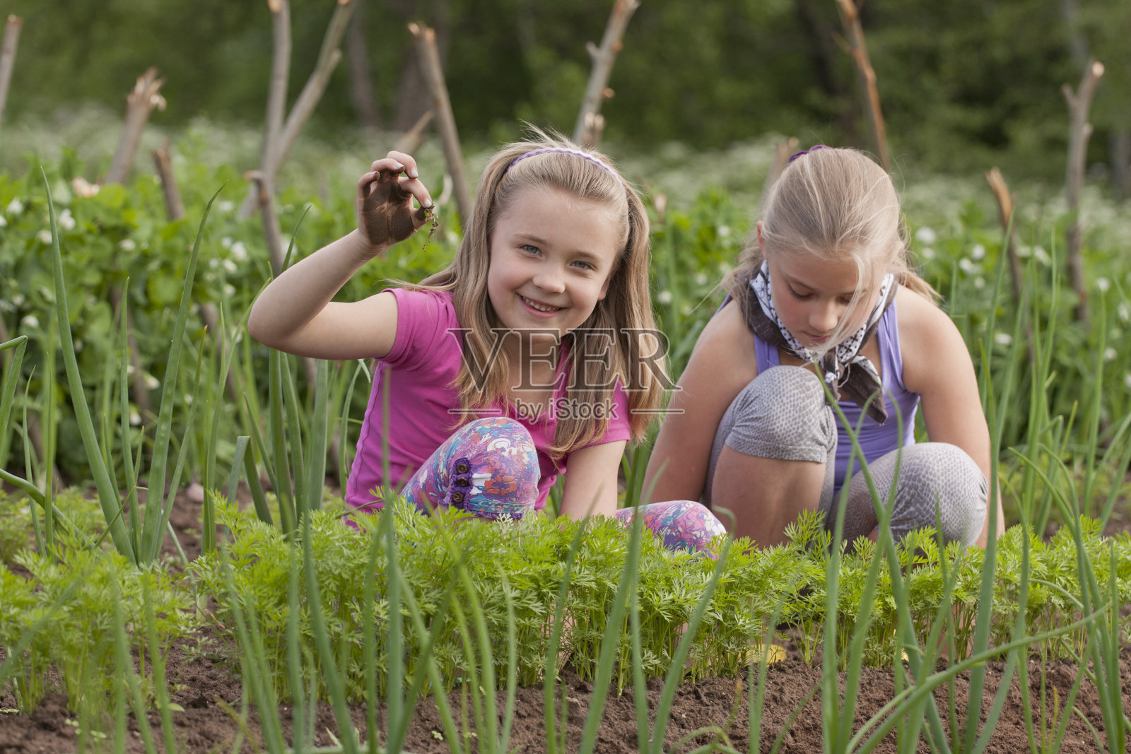 姐妹们在菜园里工作照片摄影图片