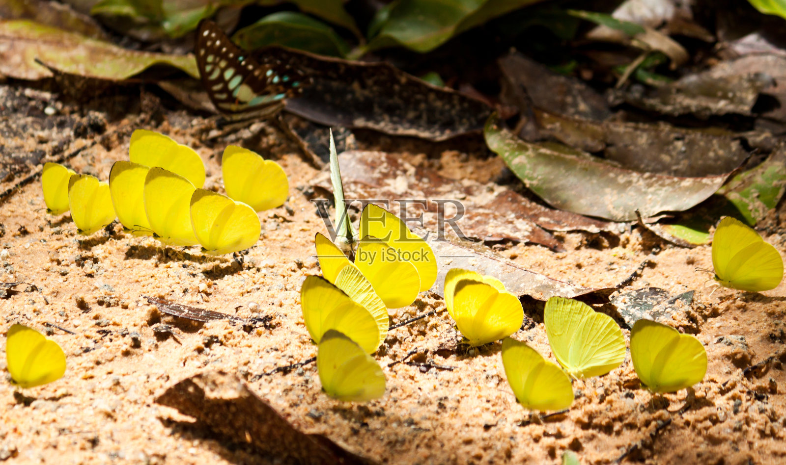 蝴蝶照片摄影图片
