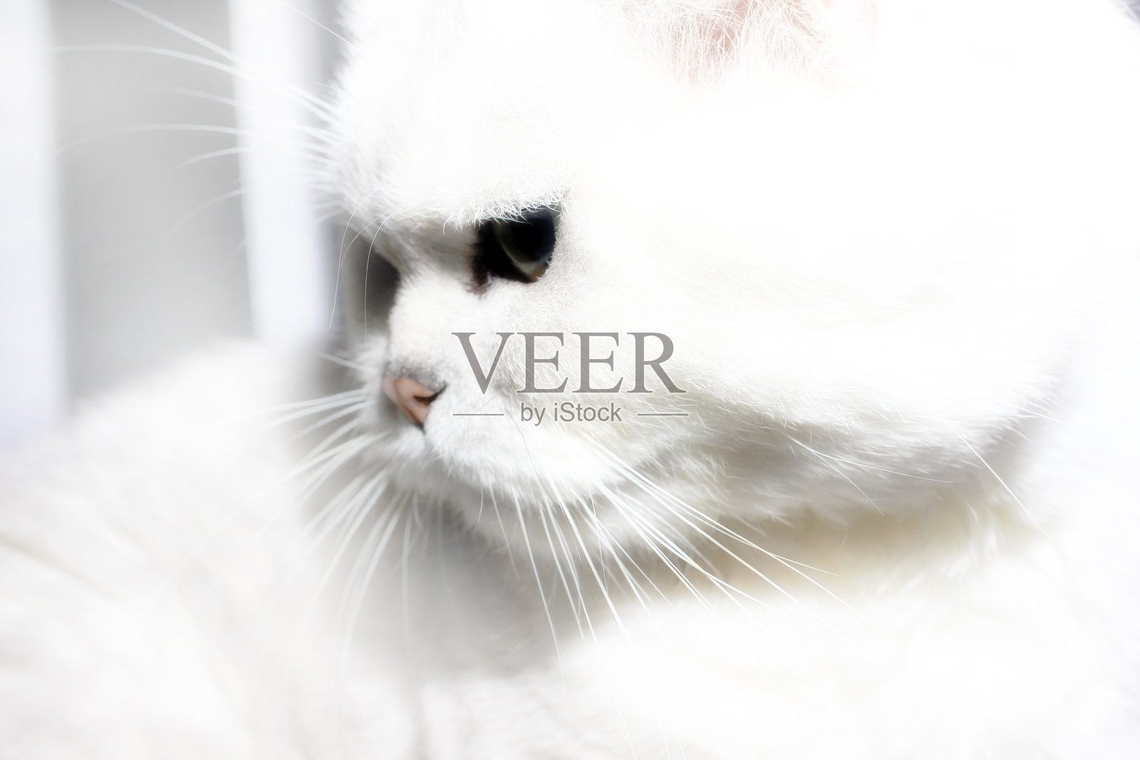 灰色的猫照片摄影图片