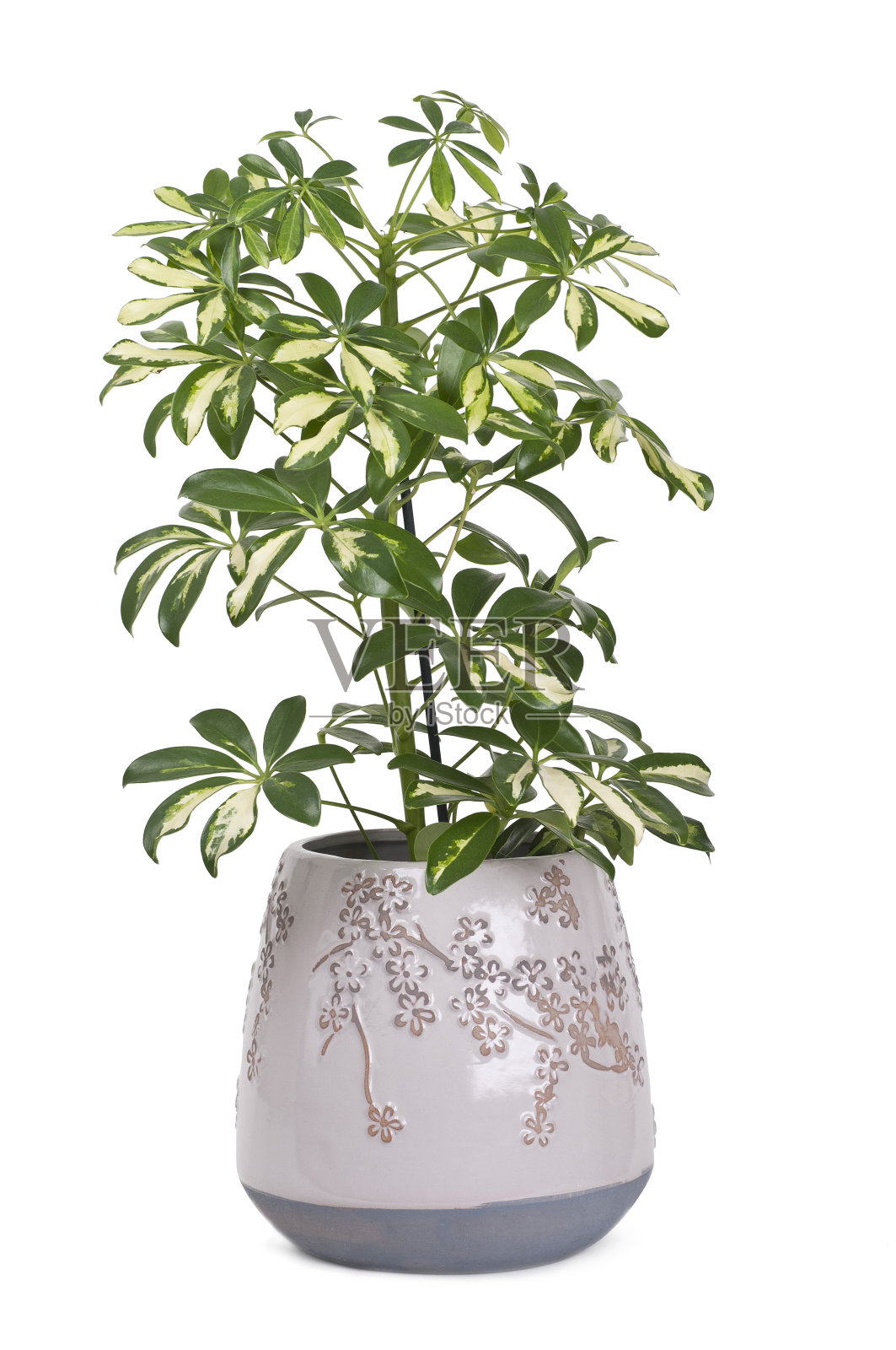 花在锅照片摄影图片