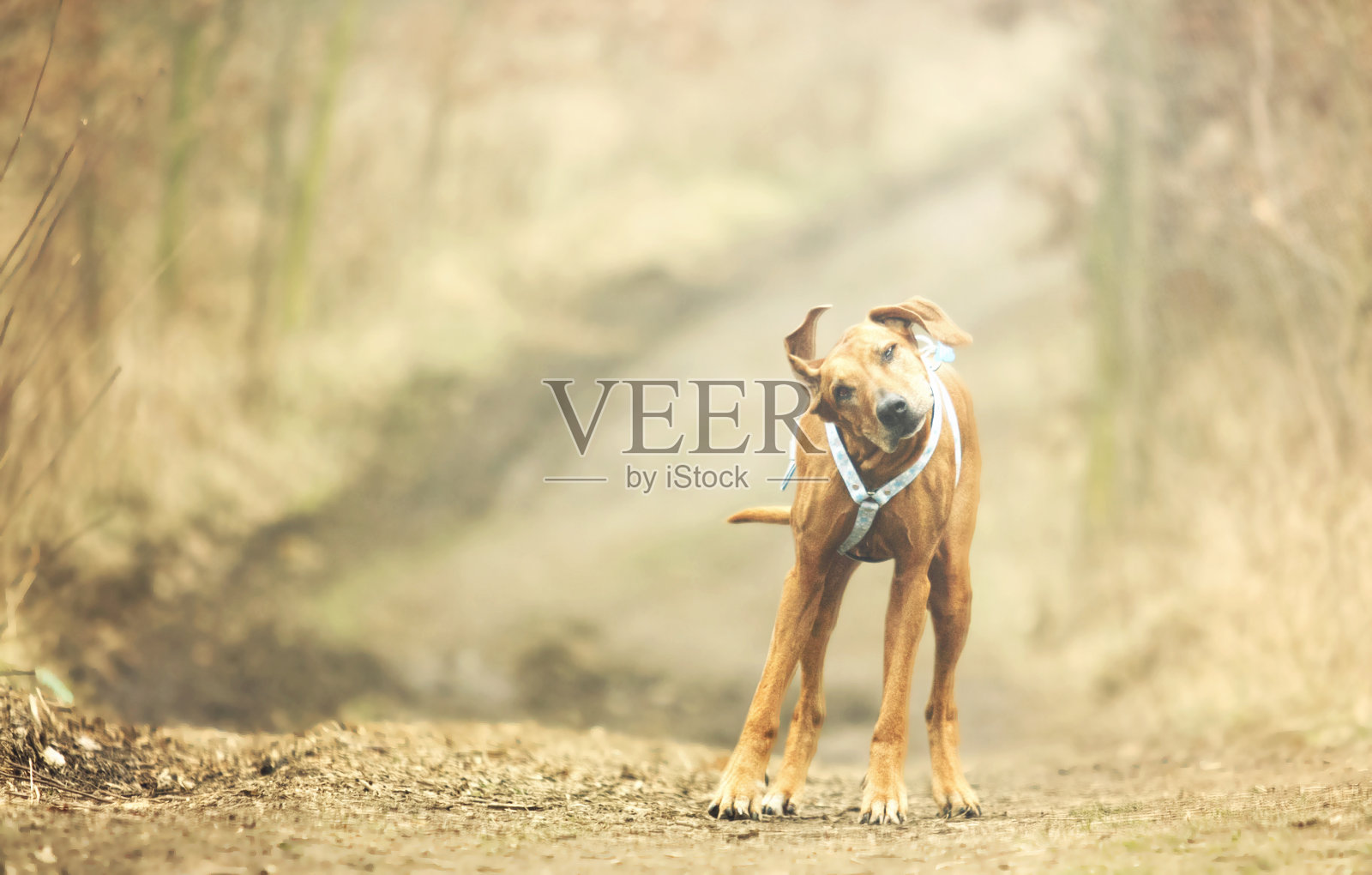 有趣和滑稽的毛刺是罗得西亚脊背犬的把戏照片摄影图片