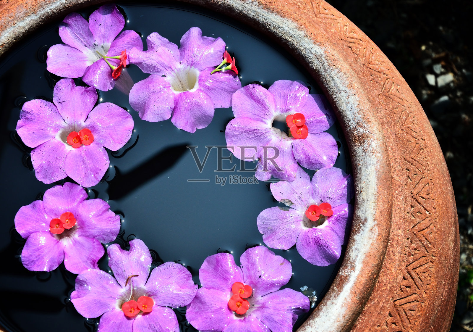 花浮缸照片摄影图片