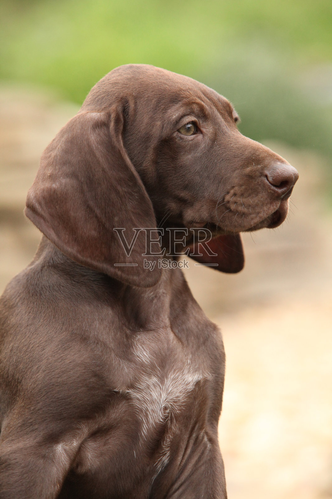 花园里可爱的小狗照片摄影图片