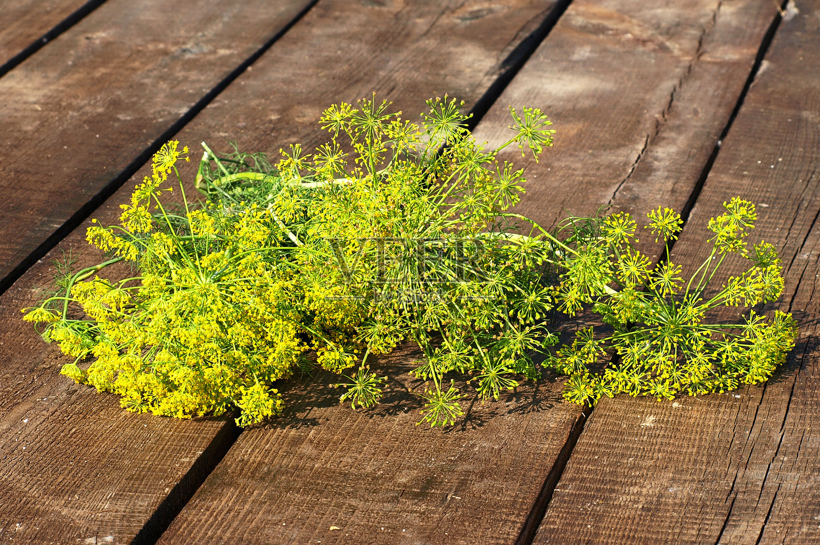 一些绿色的莳萝。照片摄影图片