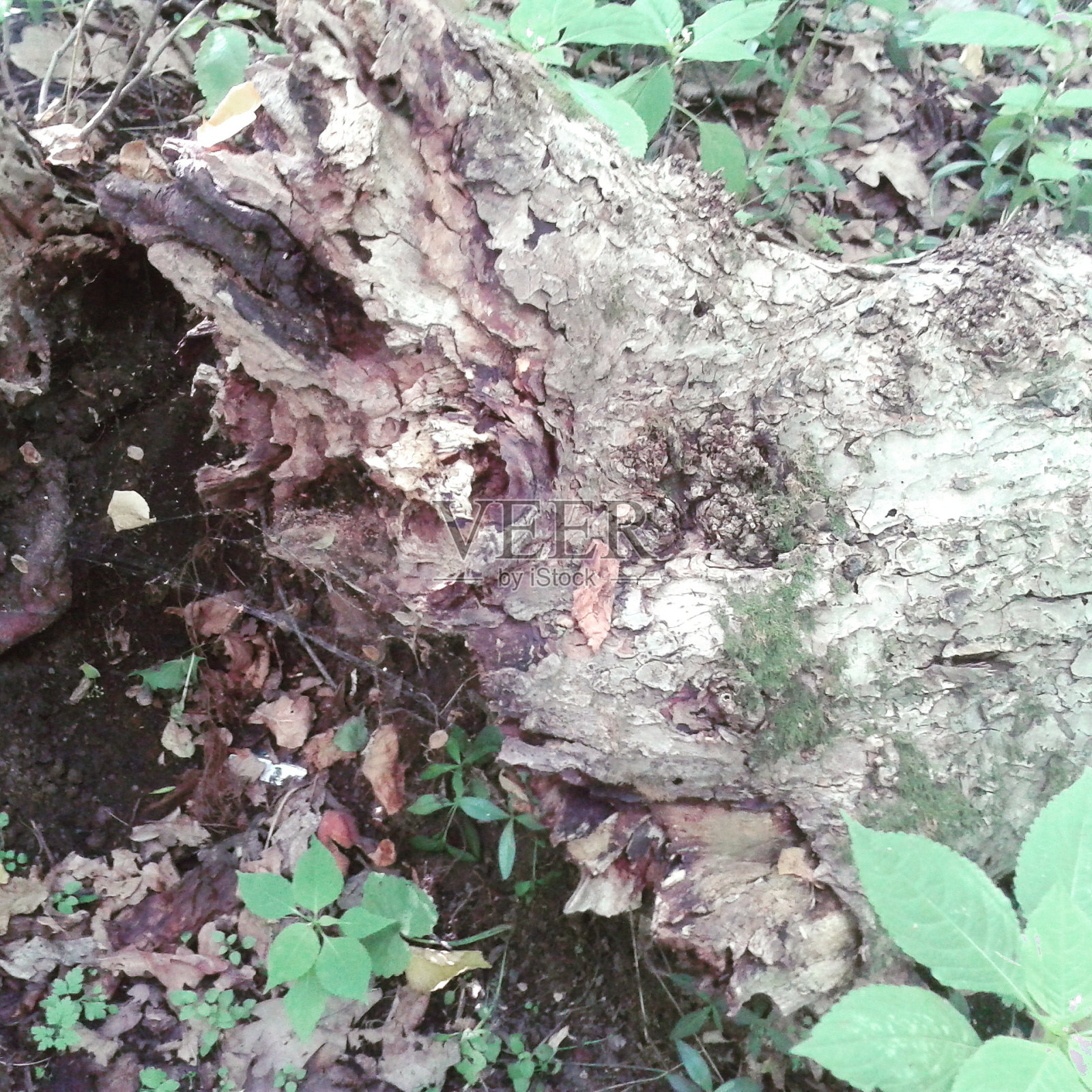 砍伐森林。照片摄影图片