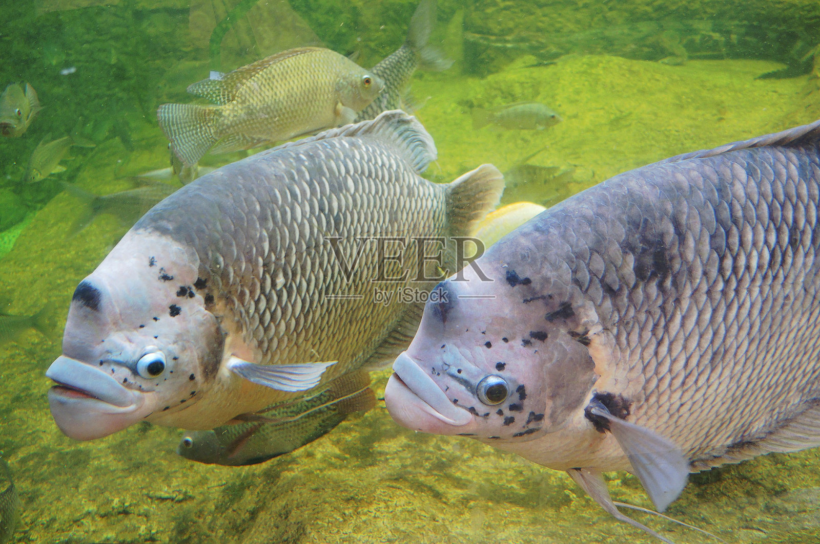 巨大的鱼鱼照片摄影图片