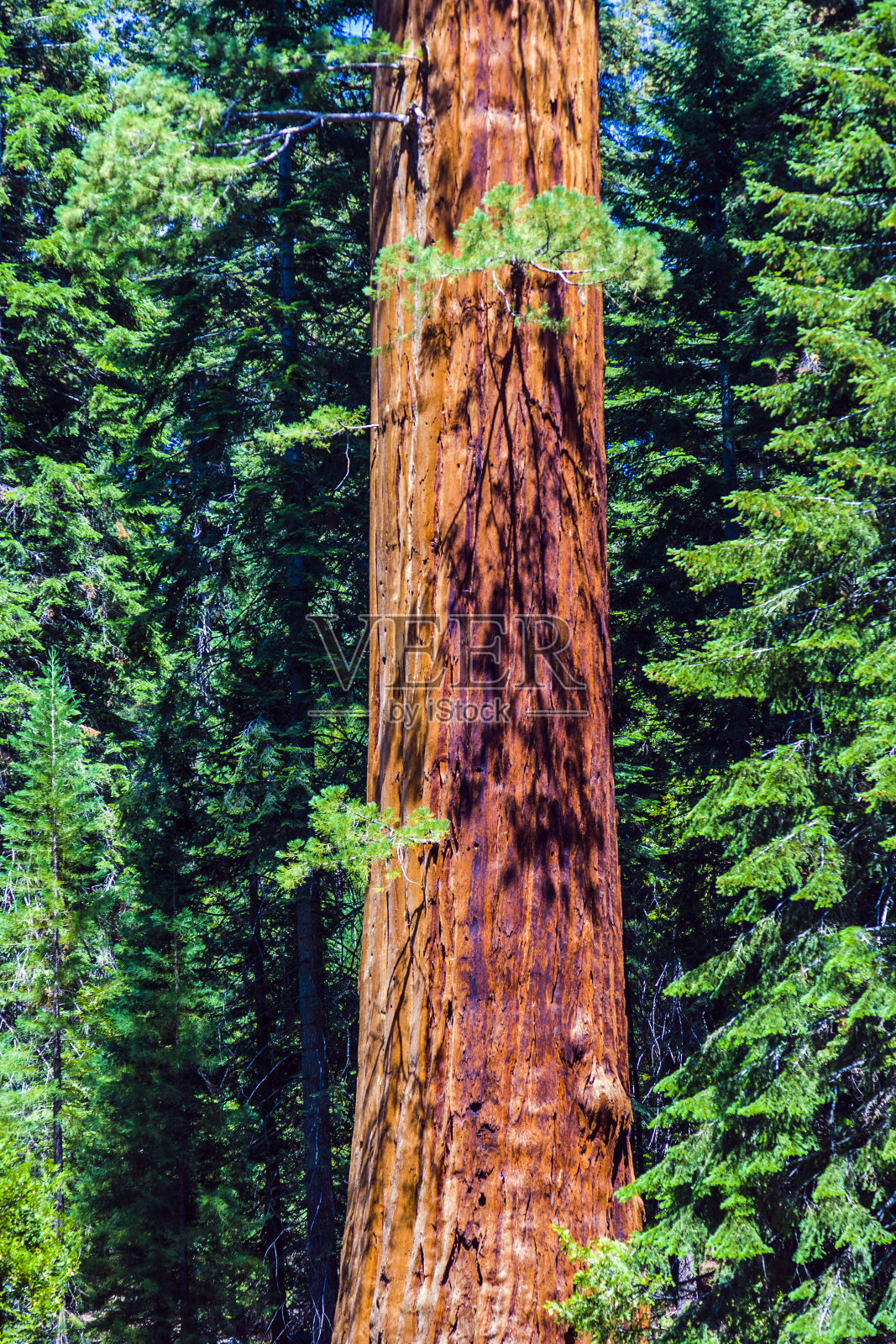 森林中的红杉照片摄影图片