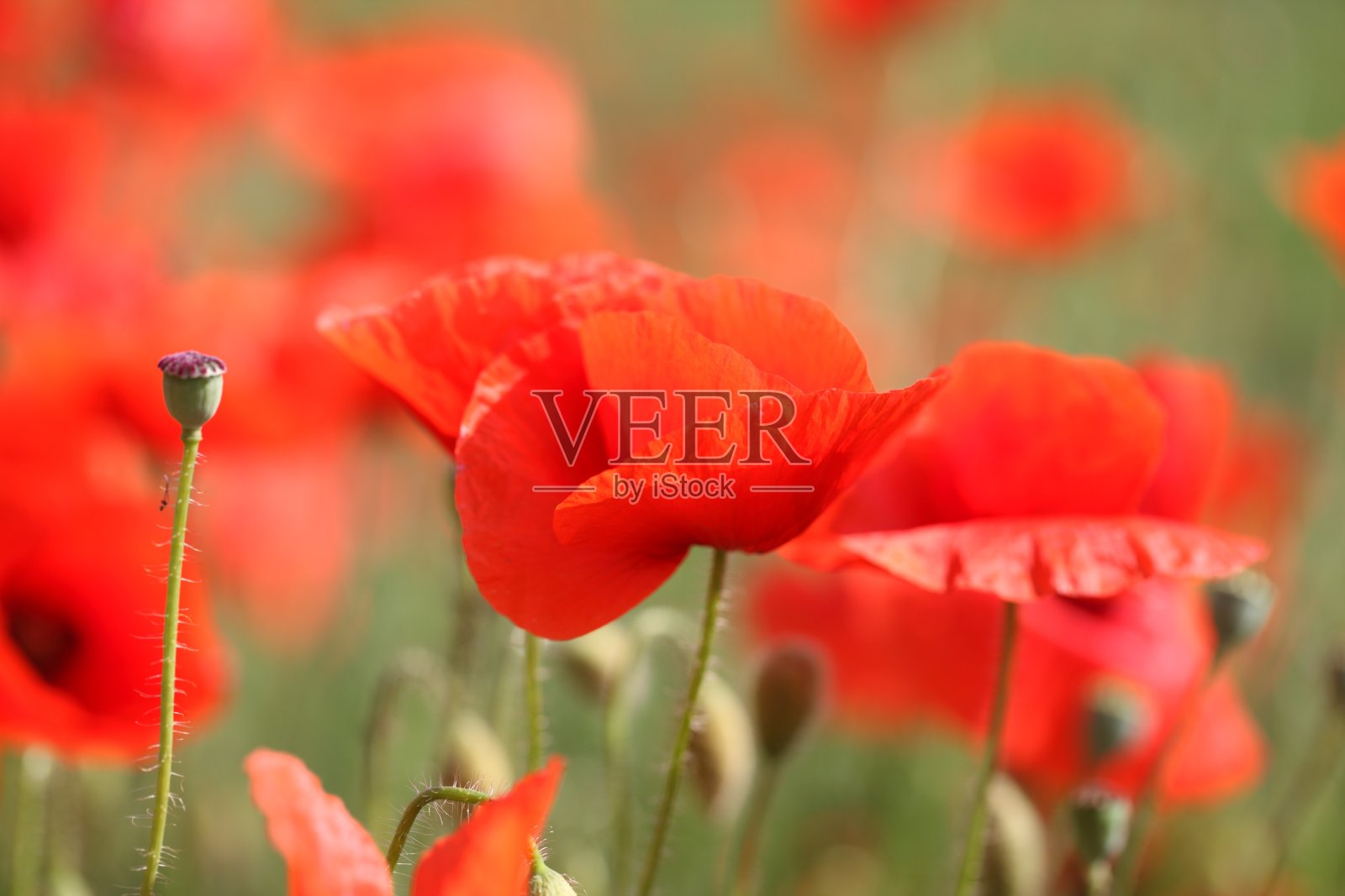 罂粟花田照片摄影图片