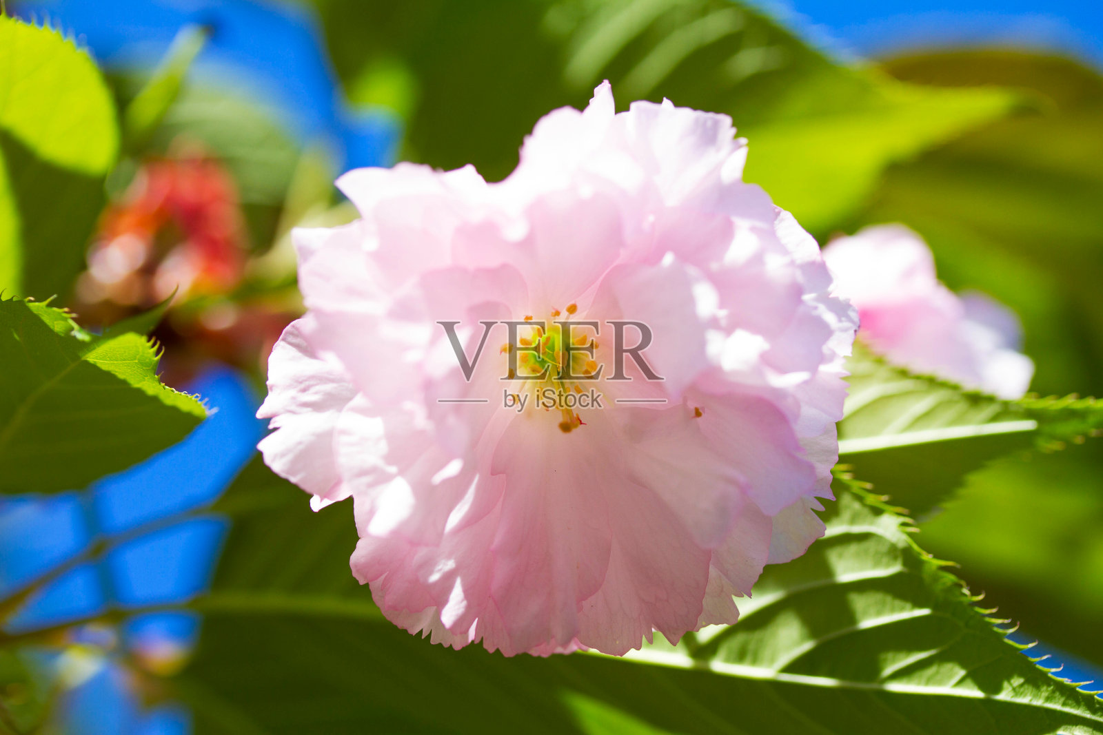 樱花在春天盛开照片摄影图片