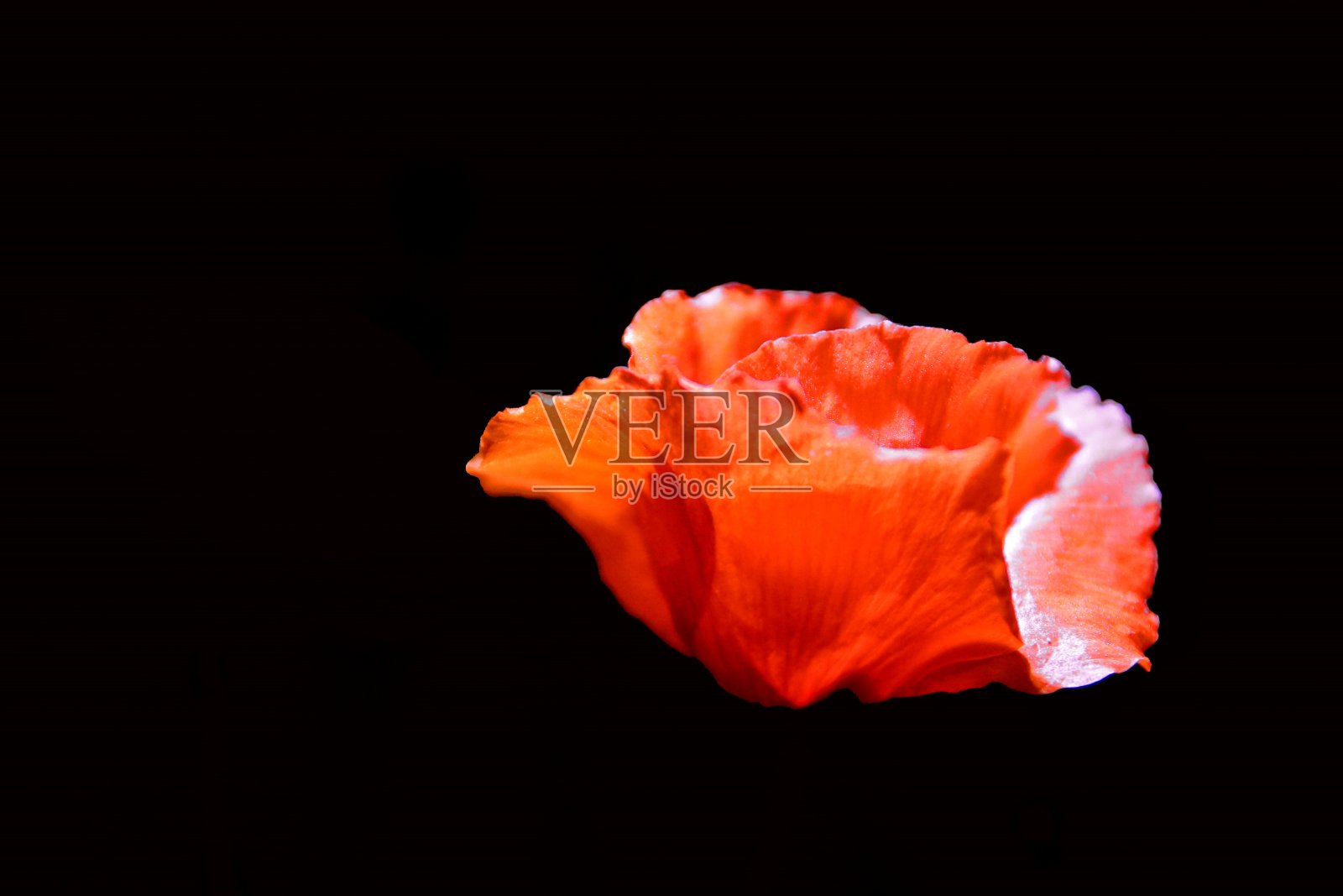 黑色背景上的红色罂粟照片摄影图片