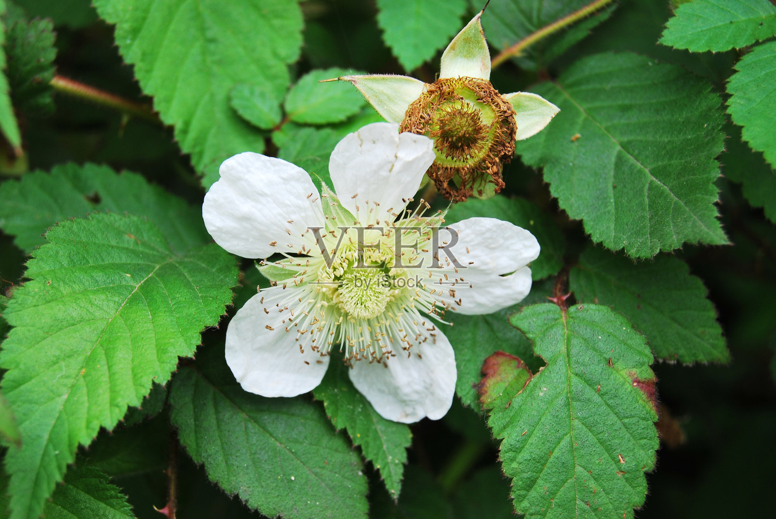 野玫瑰照片摄影图片