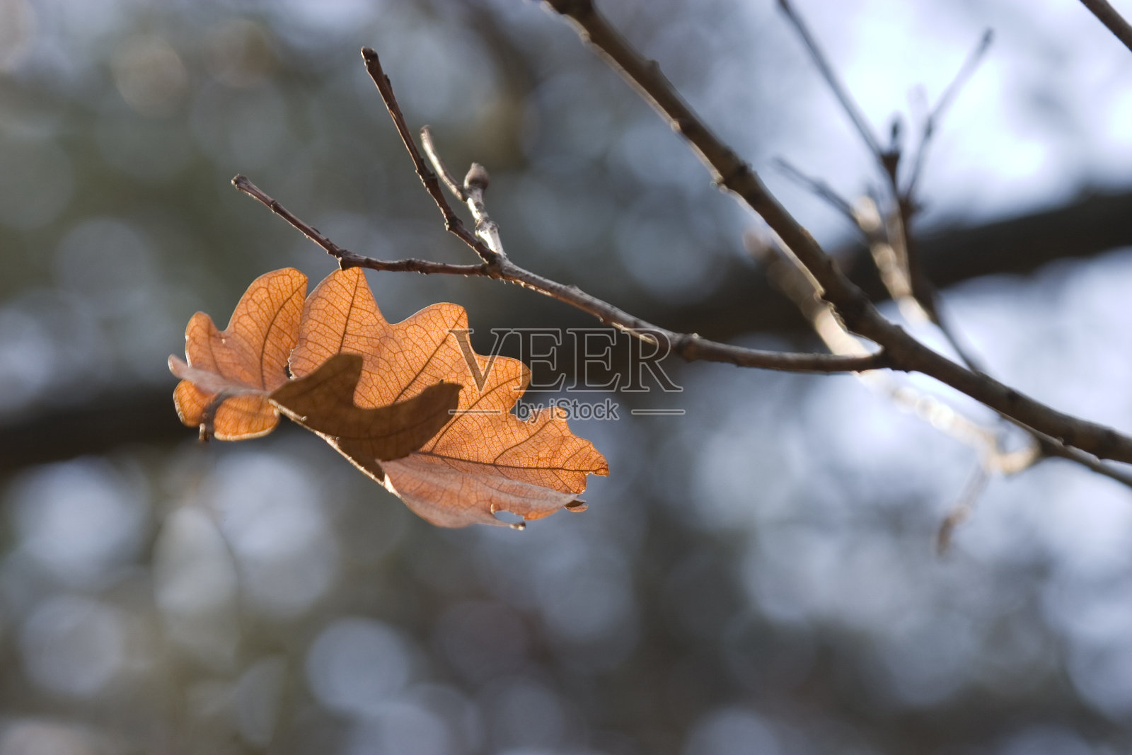 最新的叶子照片摄影图片