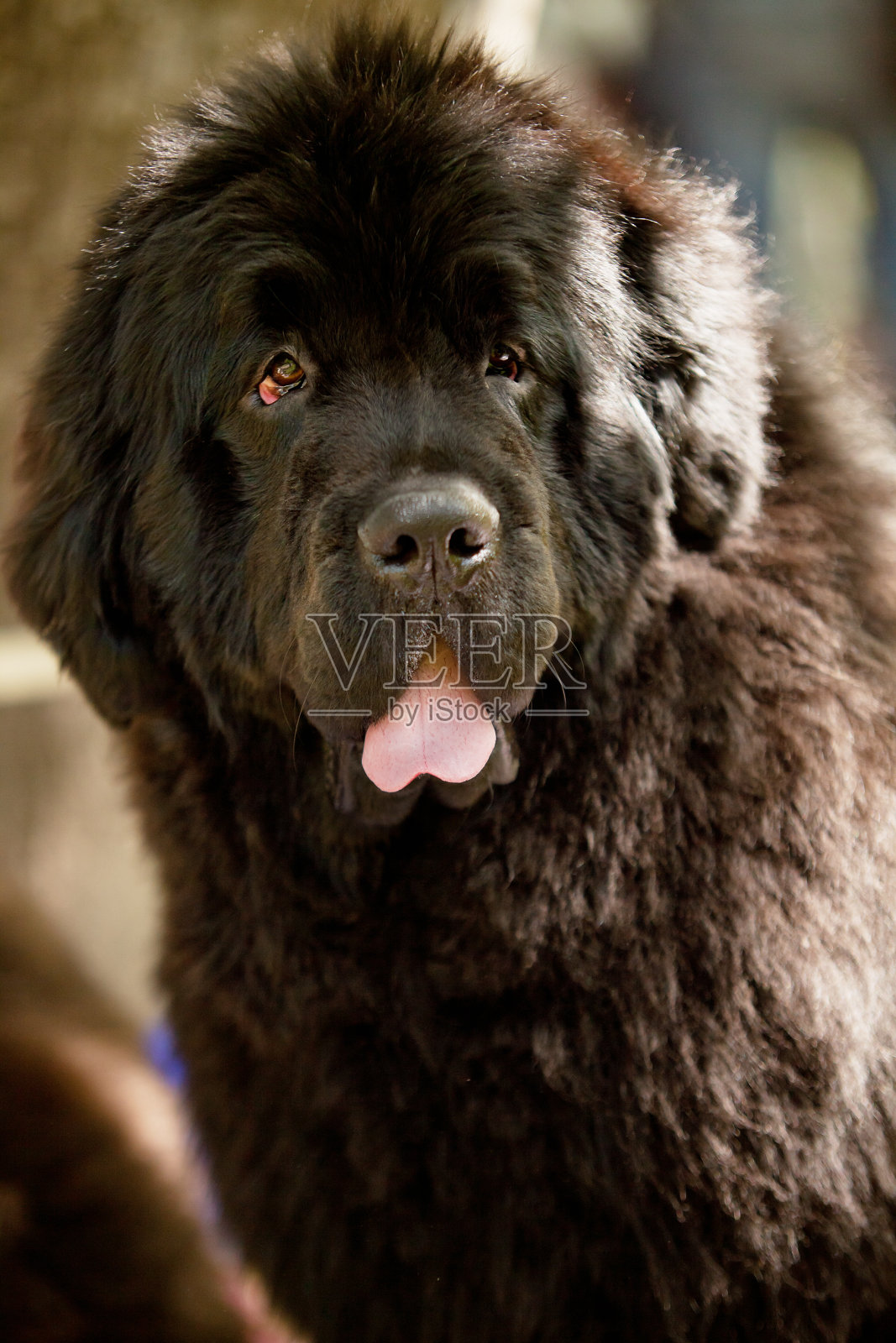 纽芬兰小狗肖像照片摄影图片