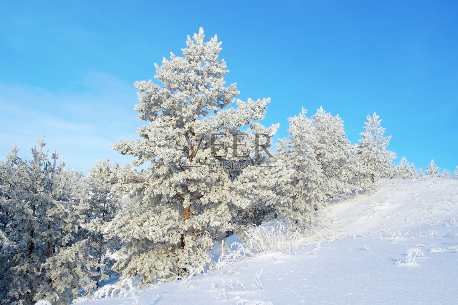 松树覆盖着山上的积雪照片摄影图片