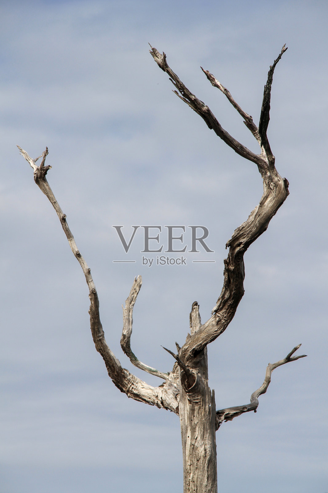 死树枝照片摄影图片