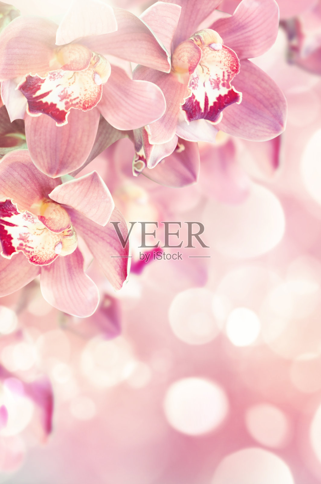 兰花照片摄影图片