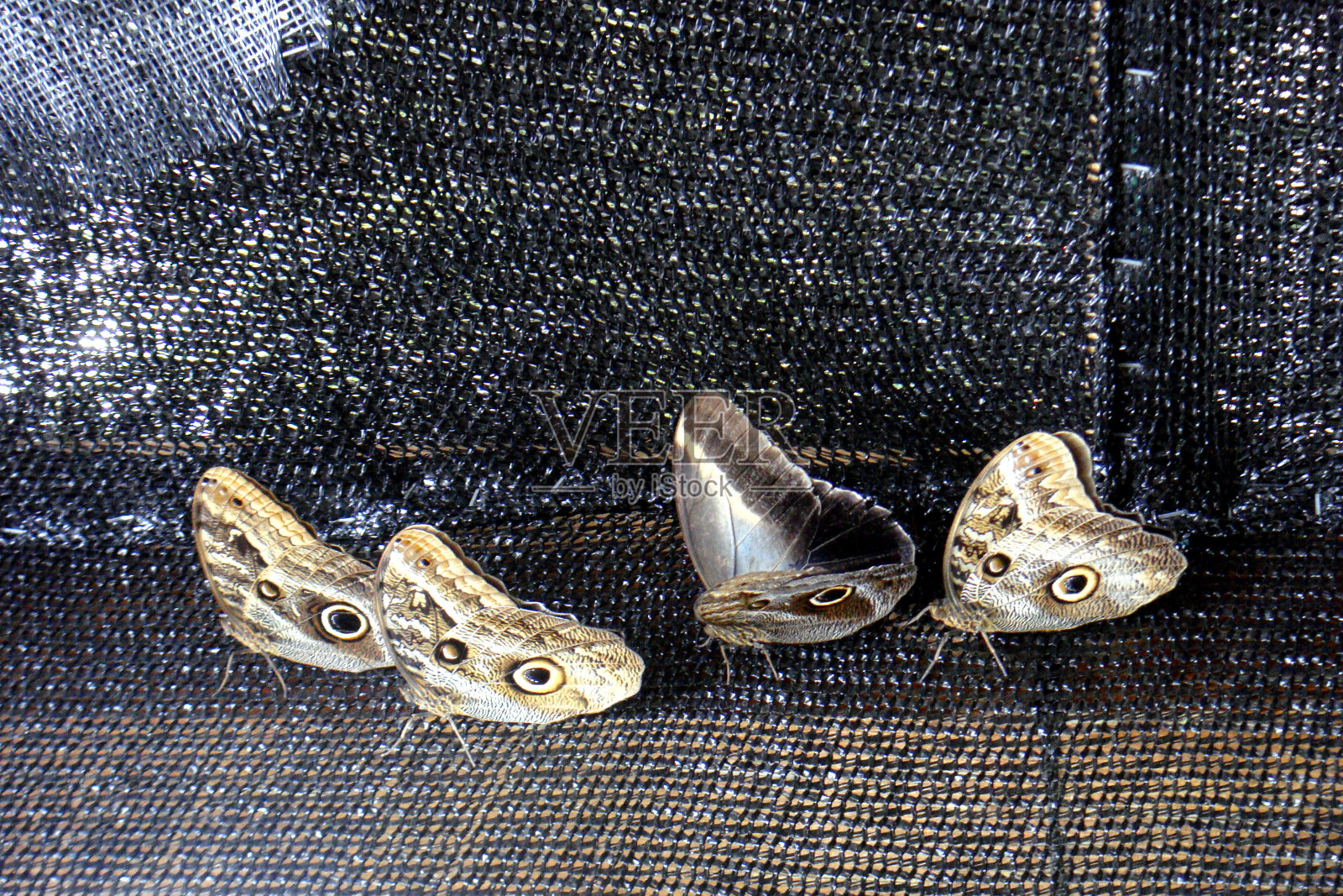 法尔法尔照片摄影图片