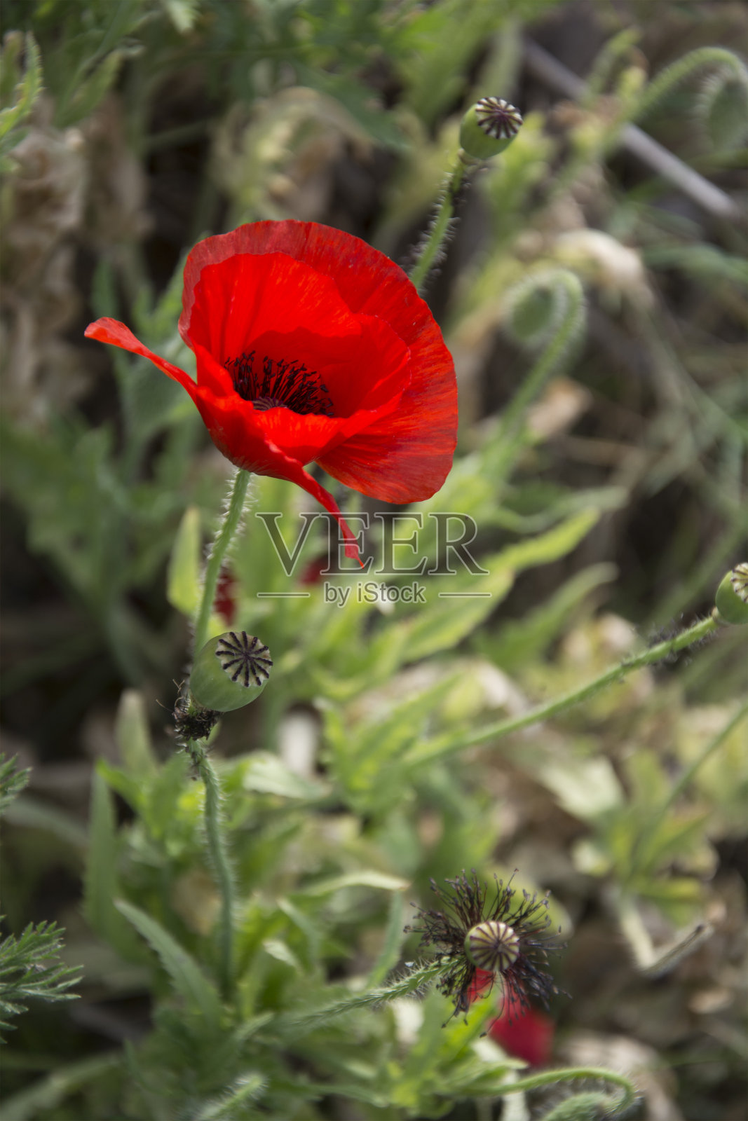 罂粟照片摄影图片