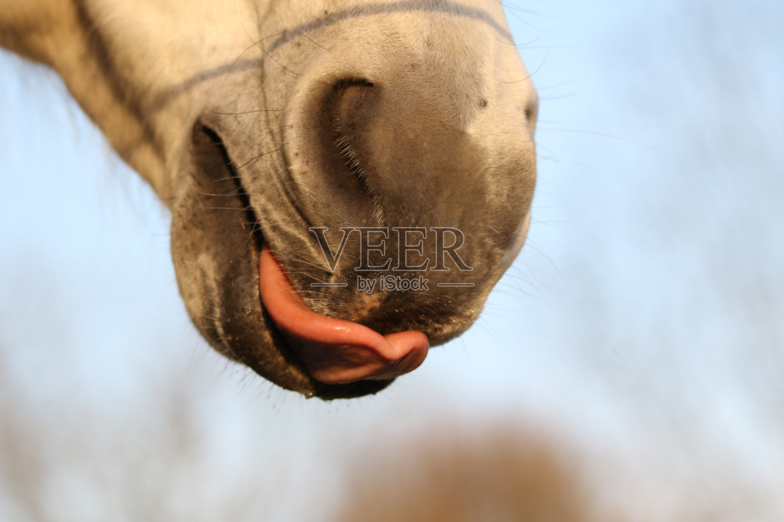 骑马带舌头的特写照片摄影图片