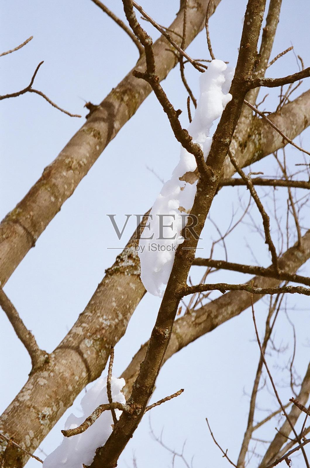 树枝上的雪照片摄影图片