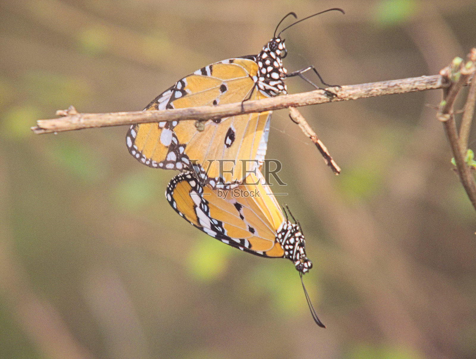 蝴蝶交配-夏天照片摄影图片
