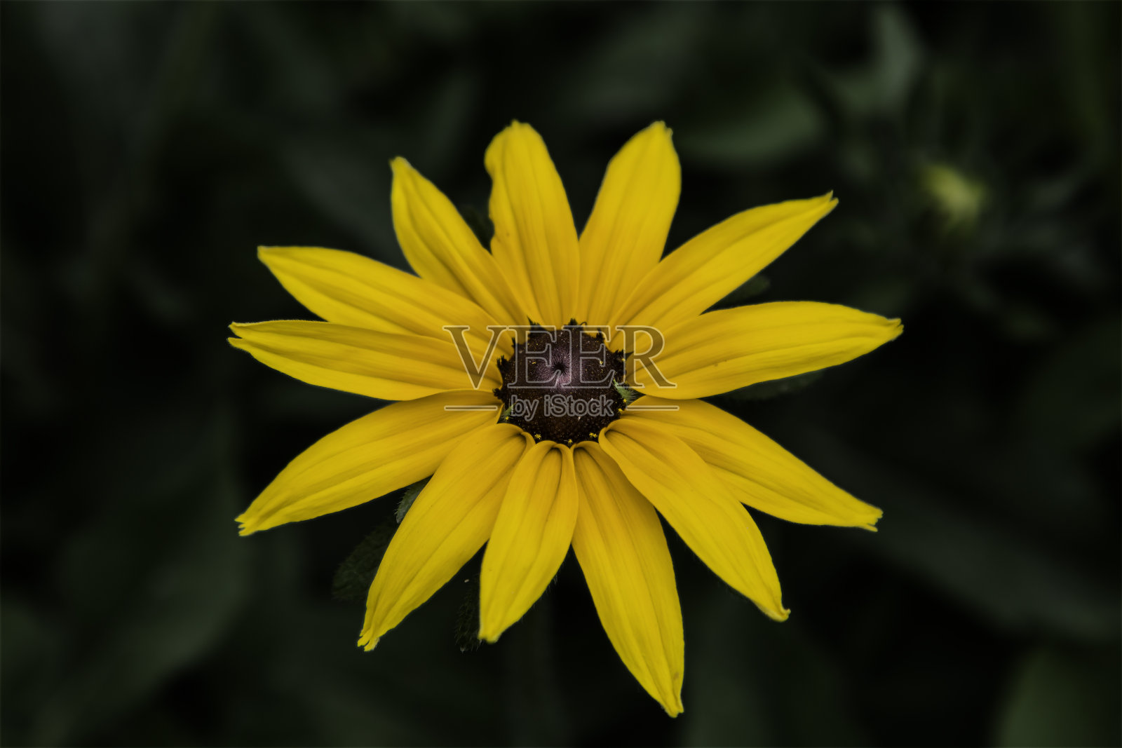 美丽的花朵,特写,有创造力照片摄影图片