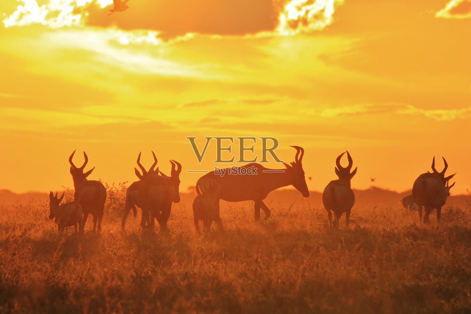 红鹿,非洲野生动物-金牛群照片摄影图片