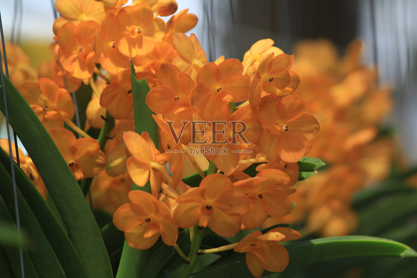 兰花泰国照片摄影图片