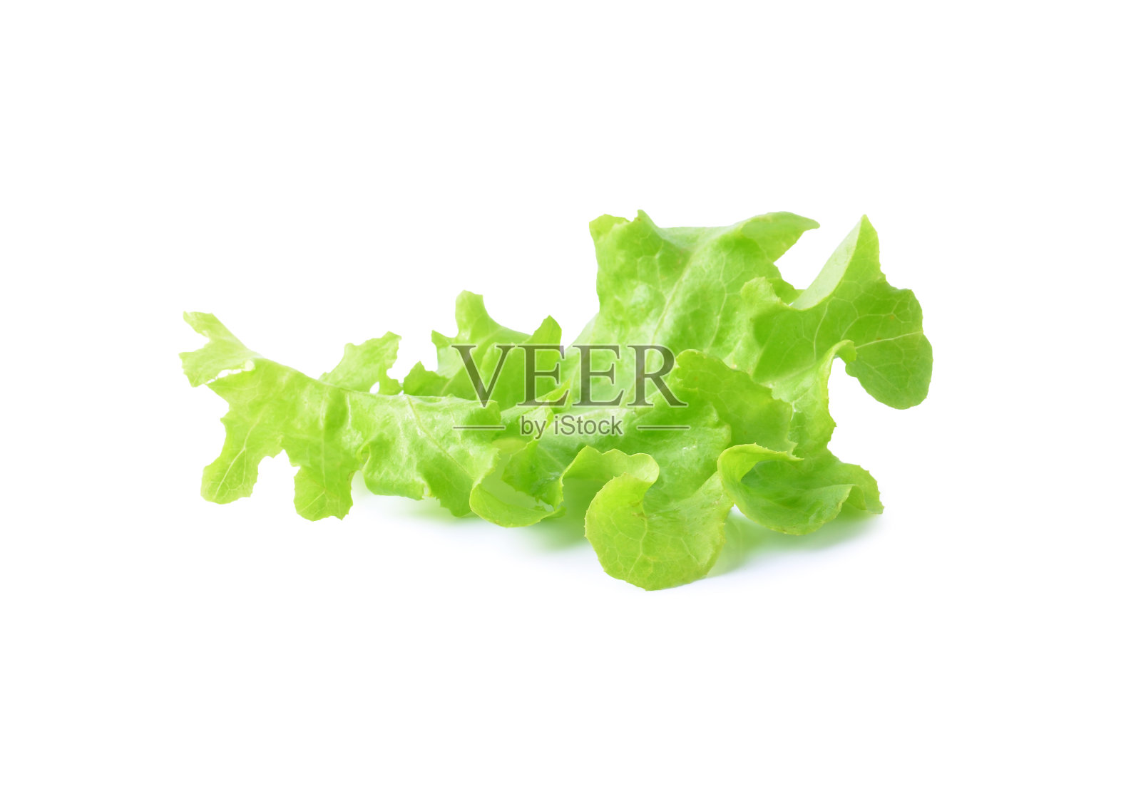 白底生菜照片摄影图片