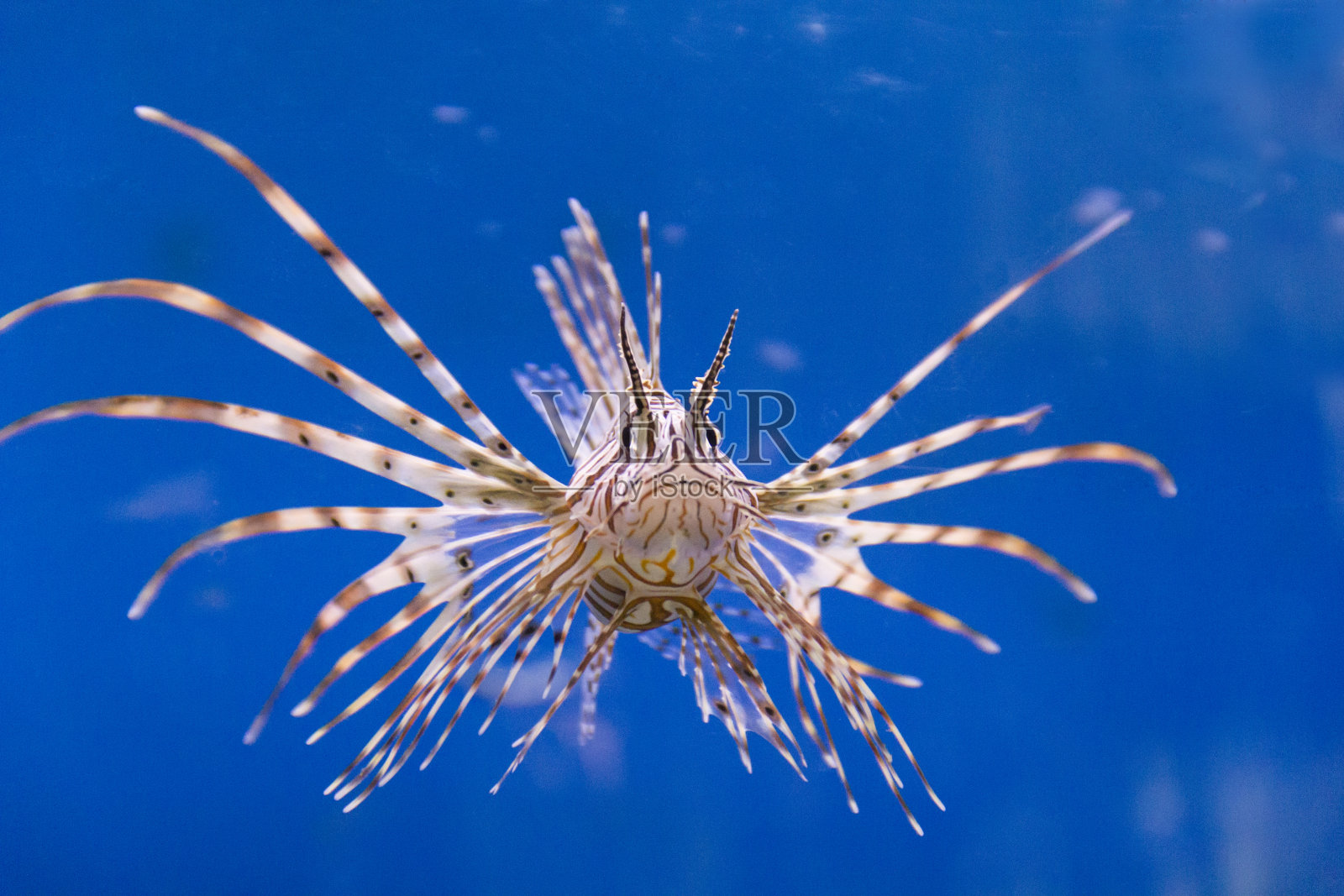 蓝天下的植物特写镜头照片摄影图片