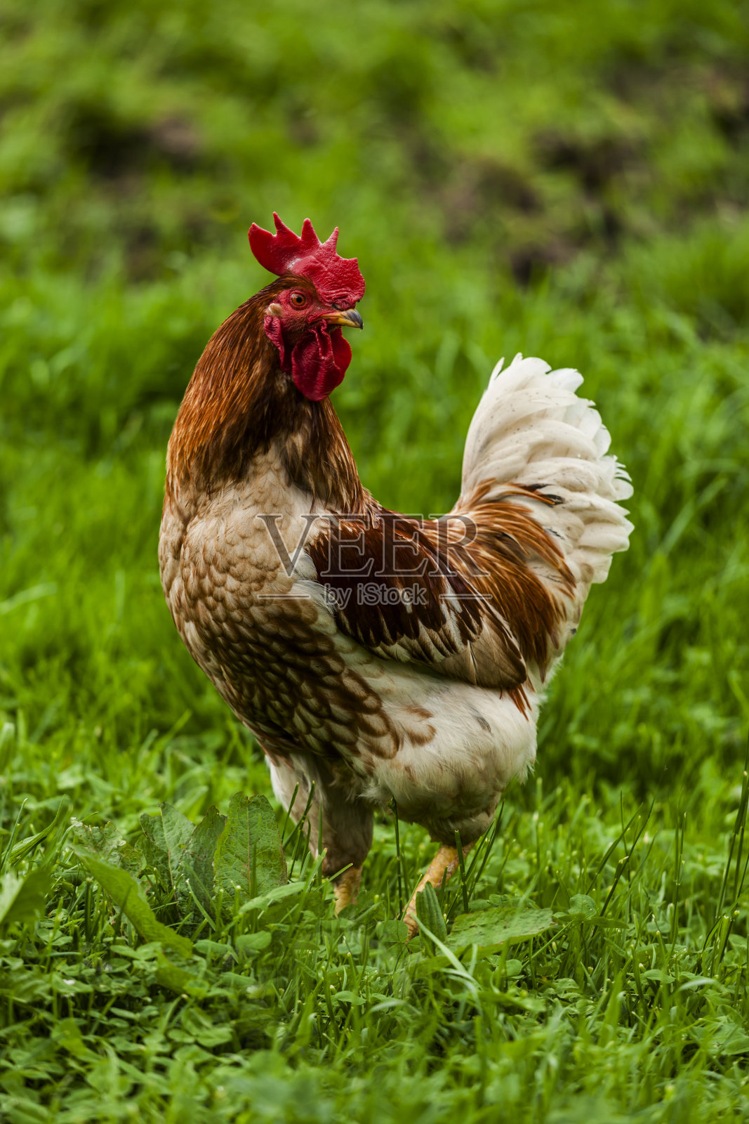 草丛中的公鸡照片摄影图片