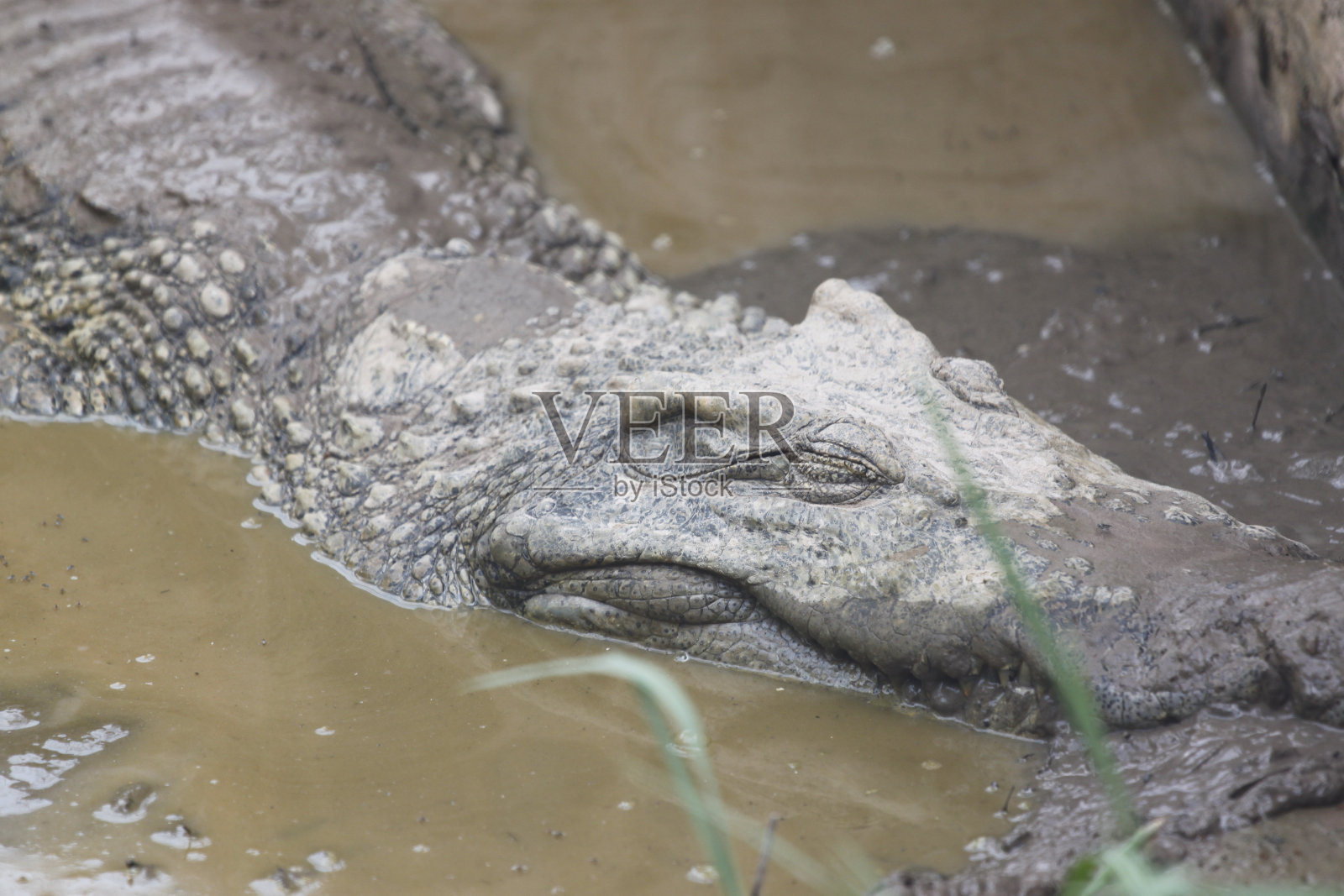 鳄鱼在睡觉。照片摄影图片