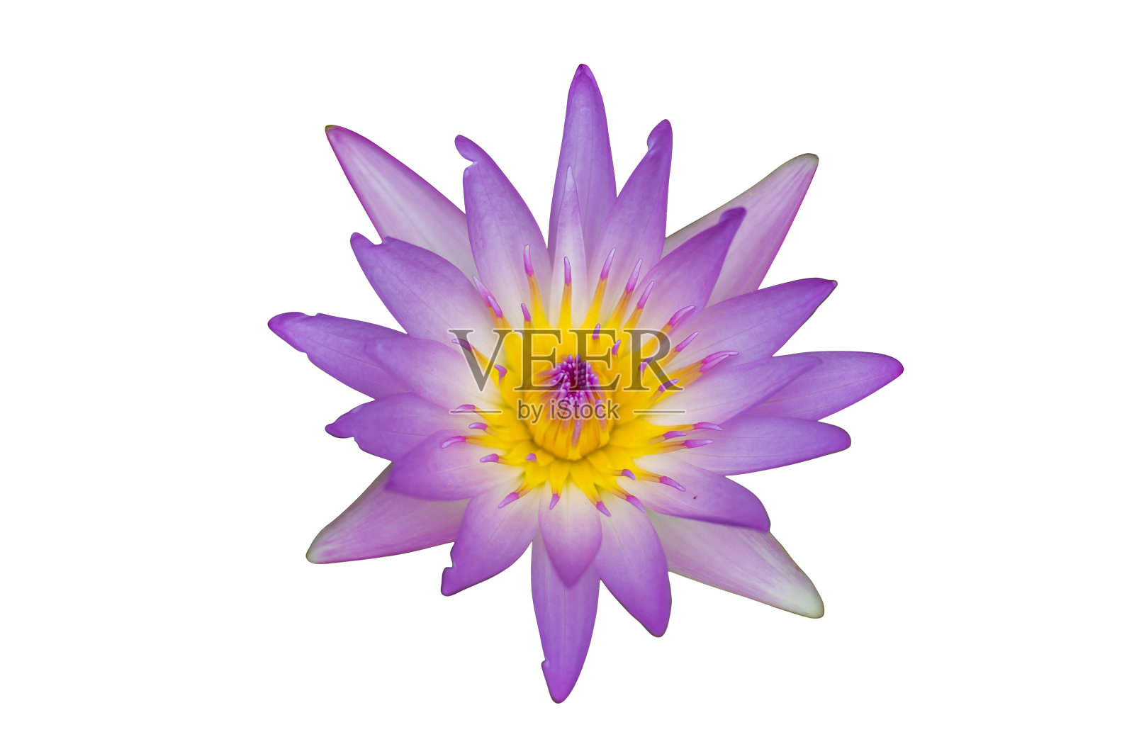 白色背景上的紫色莲花,睡莲(带剪切蒙版)照片摄影图片