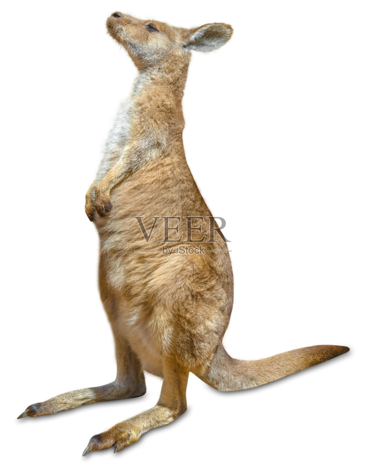 红袋鼠孤立照片摄影图片