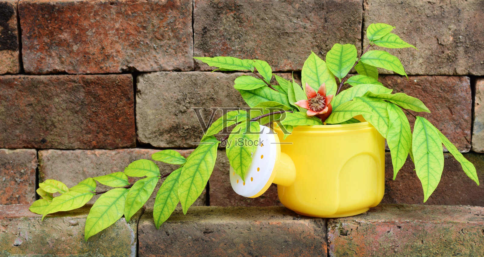 花盆在墙壁上照片摄影图片
