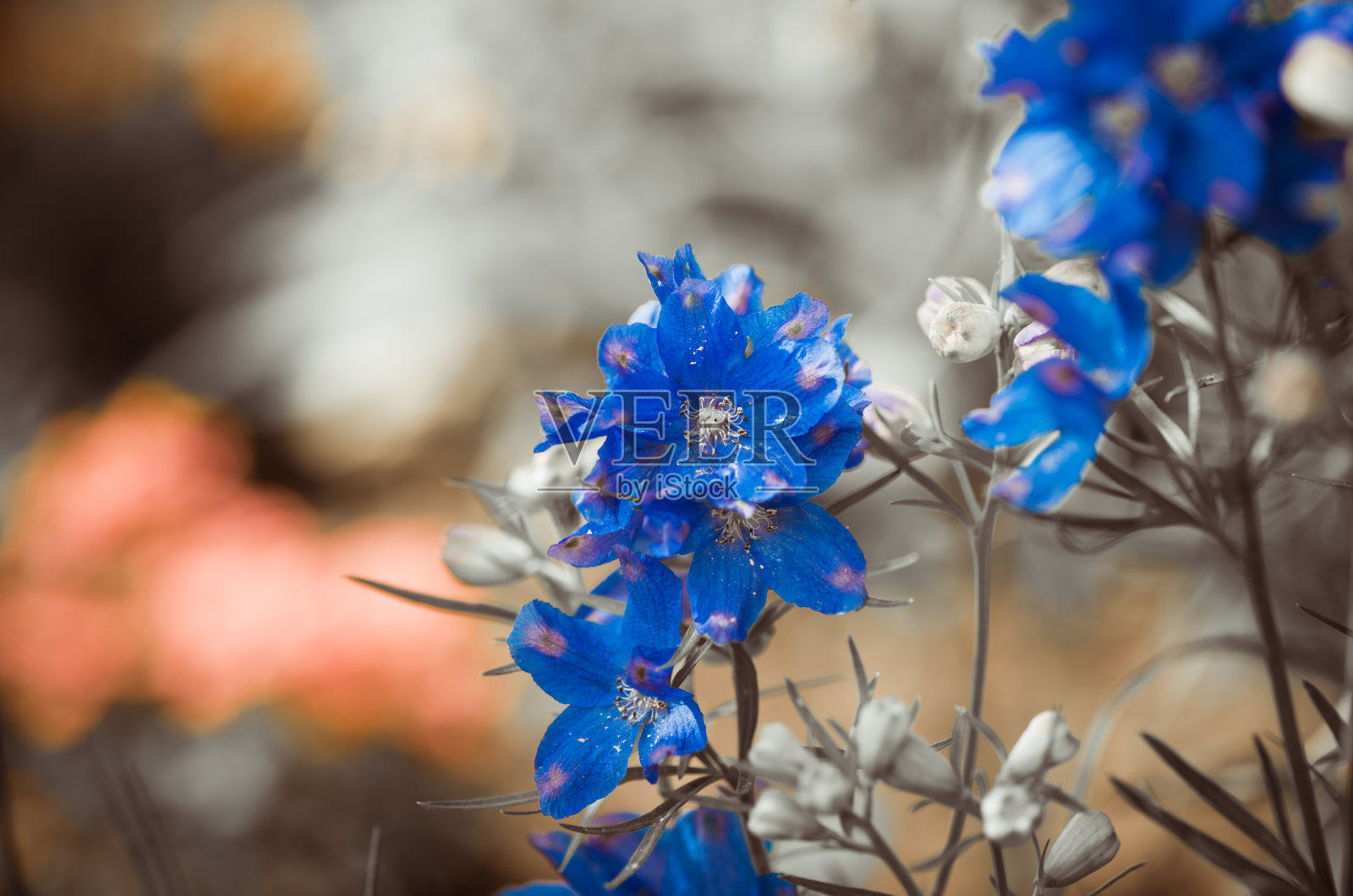 蓝色的花照片摄影图片