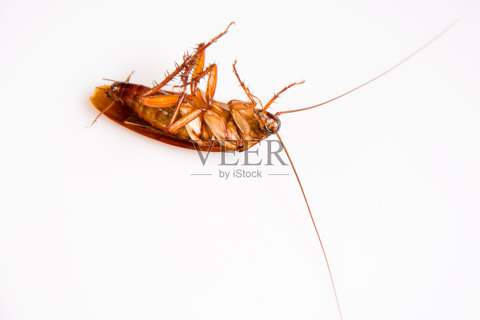 死蟑螂孤立白色背景照片摄影图片