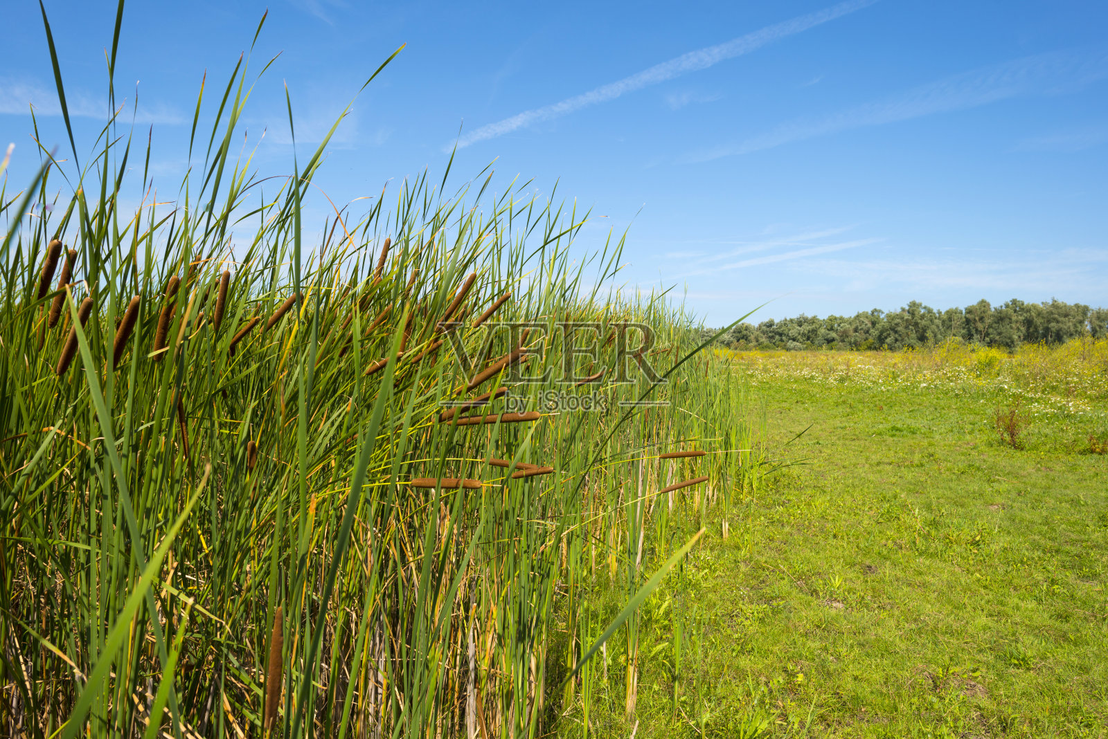夏天湖边的香蒲照片摄影图片