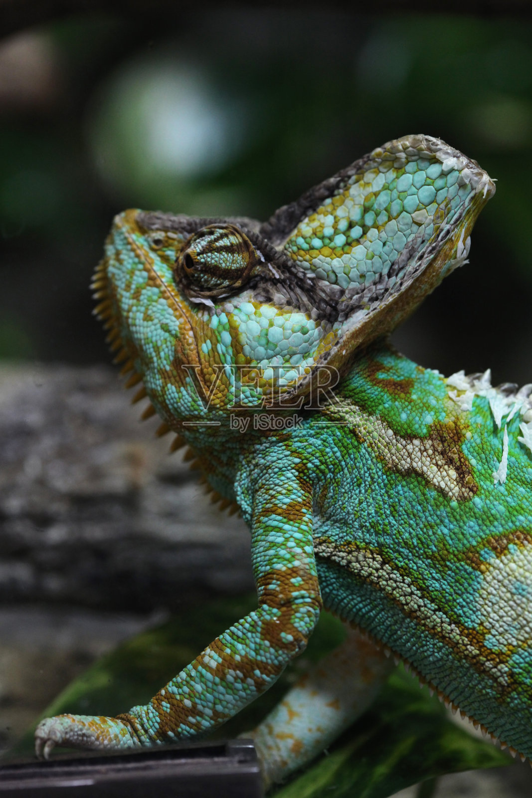 变色龙(Chamaeleo calyptratus)照片摄影图片