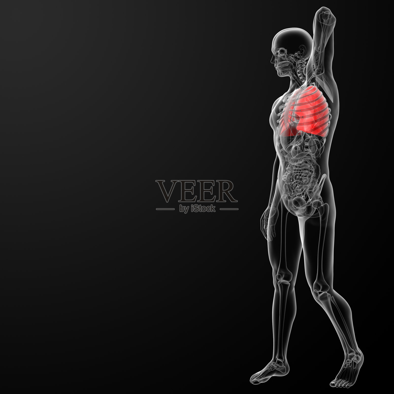 3d渲染插图的肺照片摄影图片