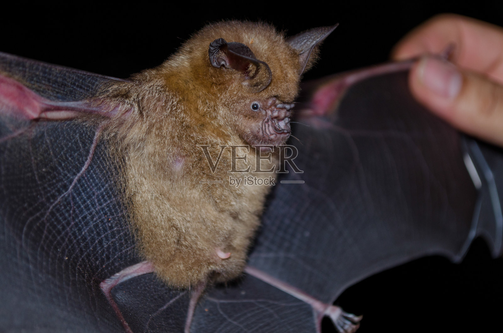 蝙蝠是哺乳动物,被称为“吸血鬼”照片摄影图片