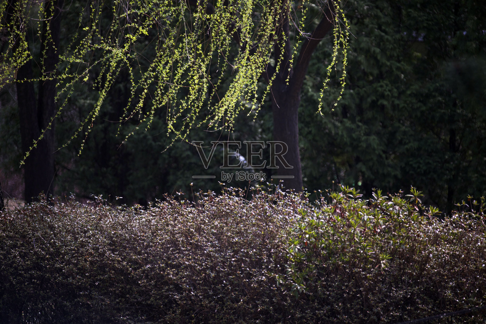 柳树照片摄影图片