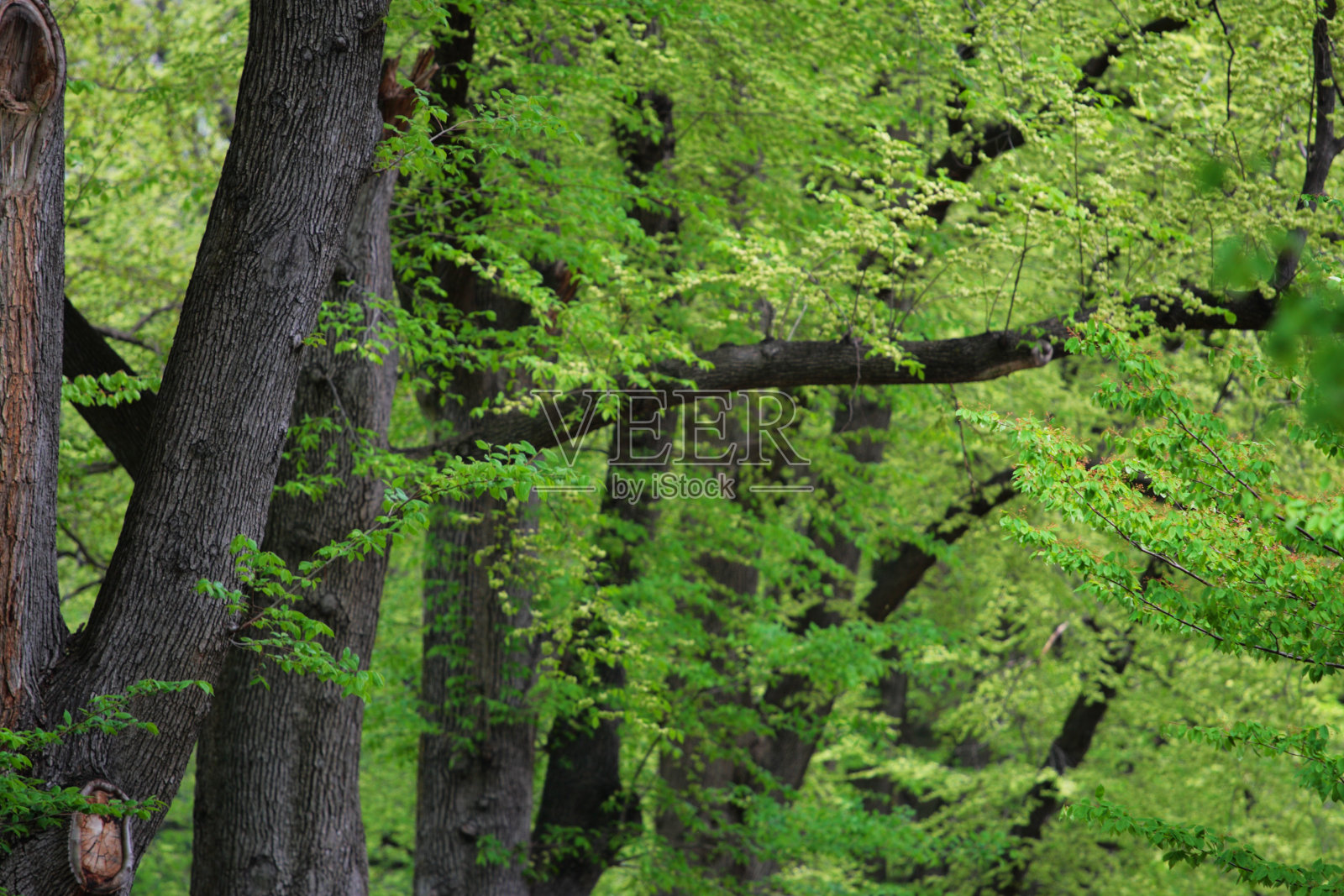 美国波士顿公共花园照片摄影图片