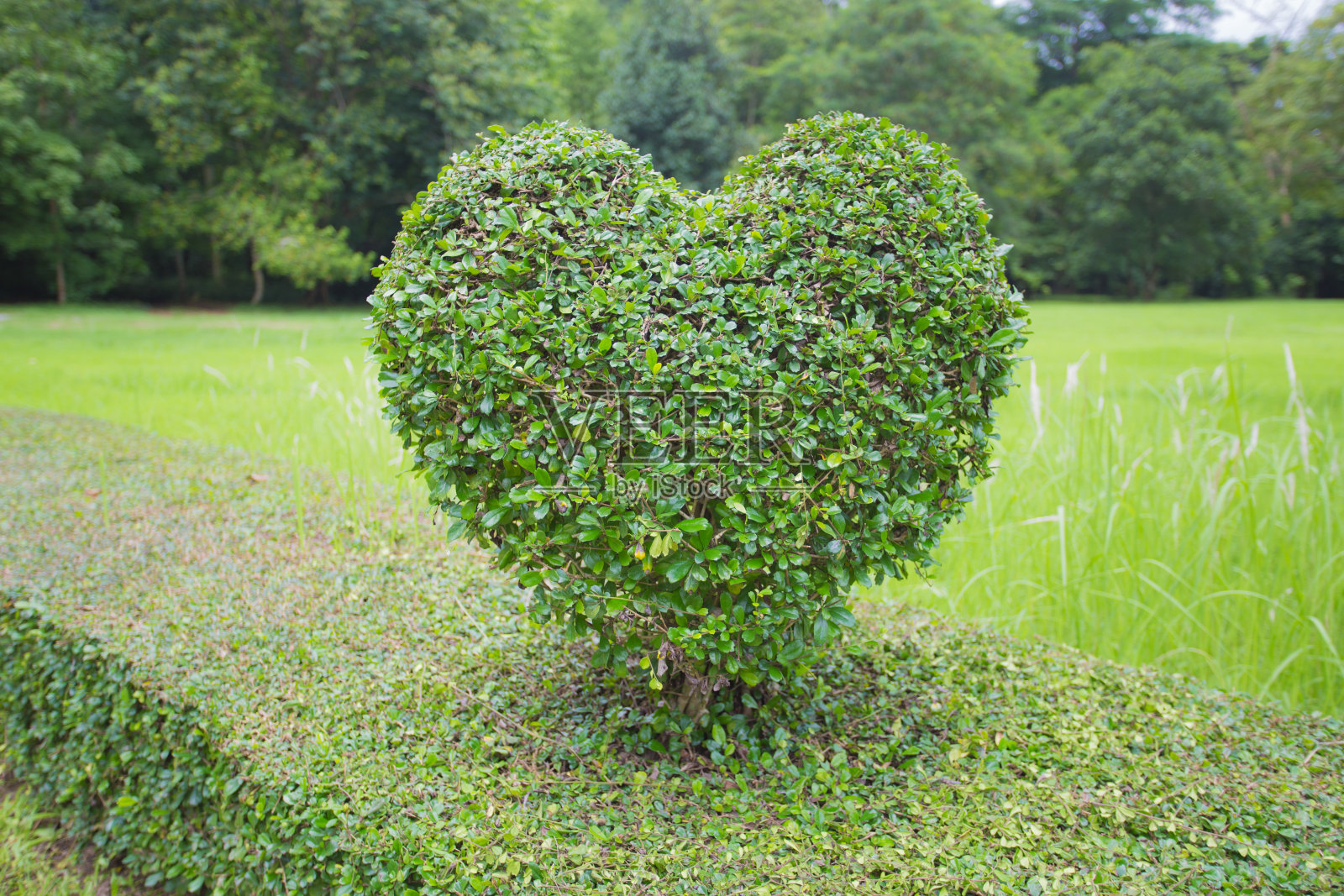 心形的树。照片摄影图片