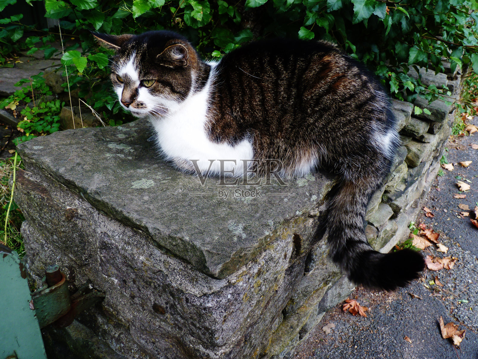 猫在一堵干燥的石墙上放松慵懒、昏昏欲睡的绒毛照片摄影图片