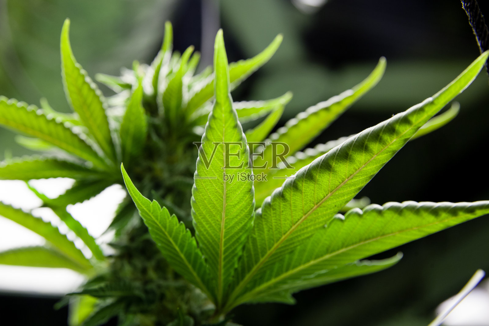 背光大麻叶照片摄影图片