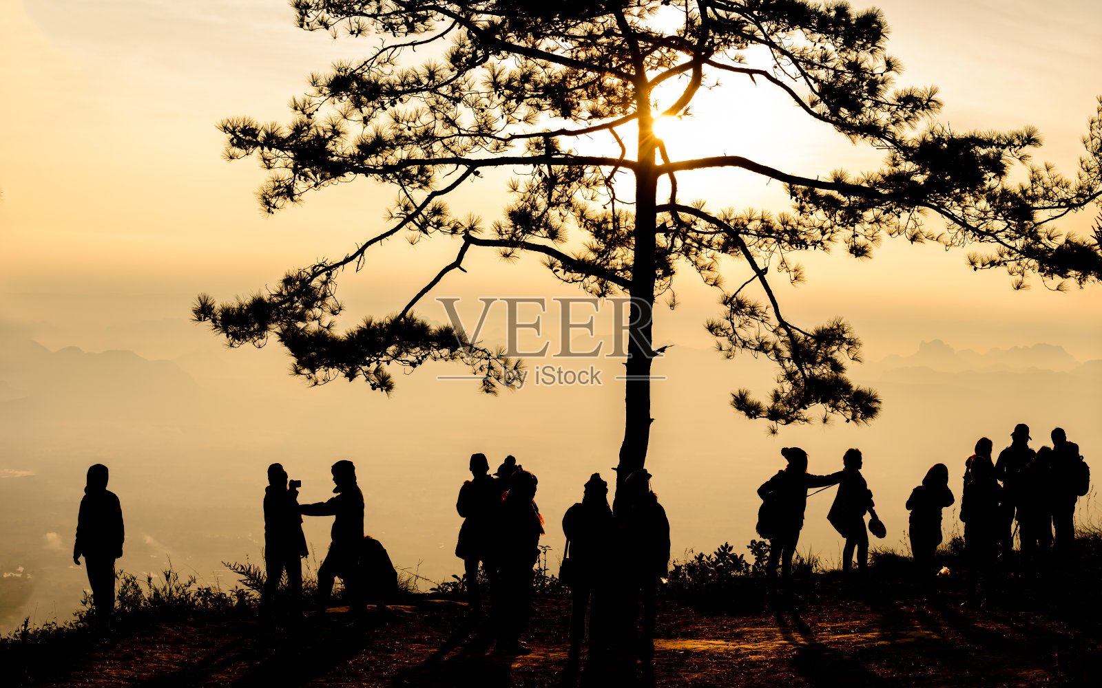 在松树下欣赏晨雾的游客。照片摄影图片
