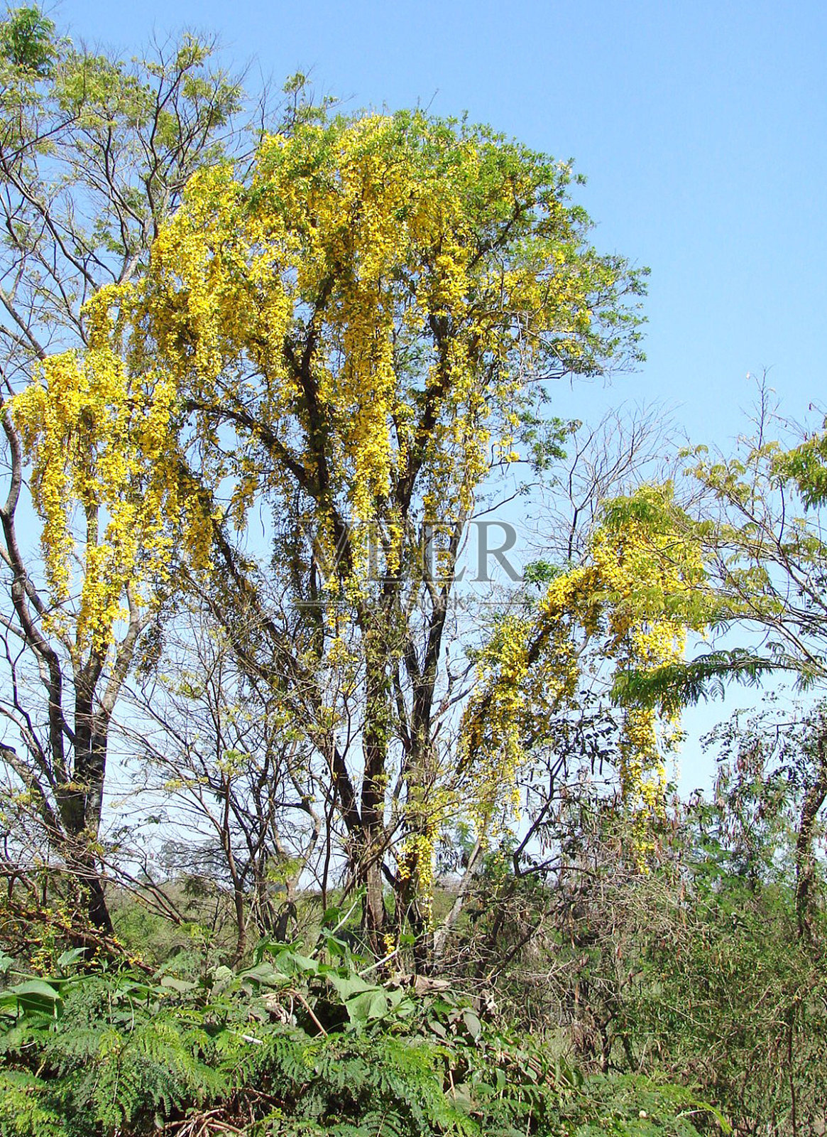 树照片摄影图片