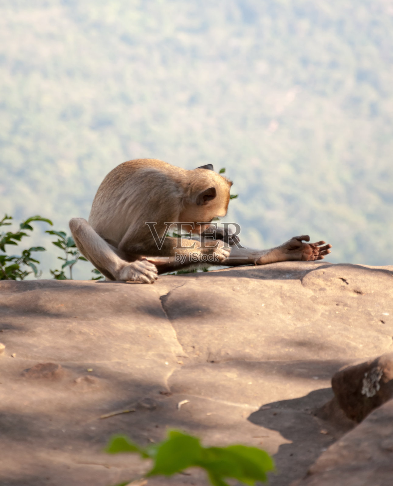 山顶清新氛围中的猴子照片摄影图片